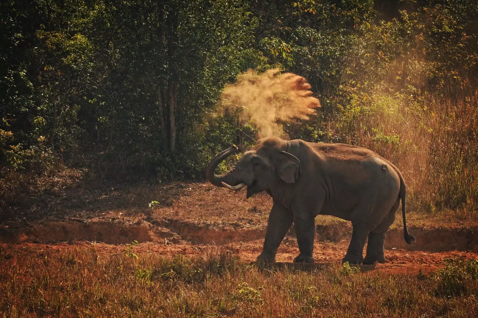 Азиатский слон в Таиланде