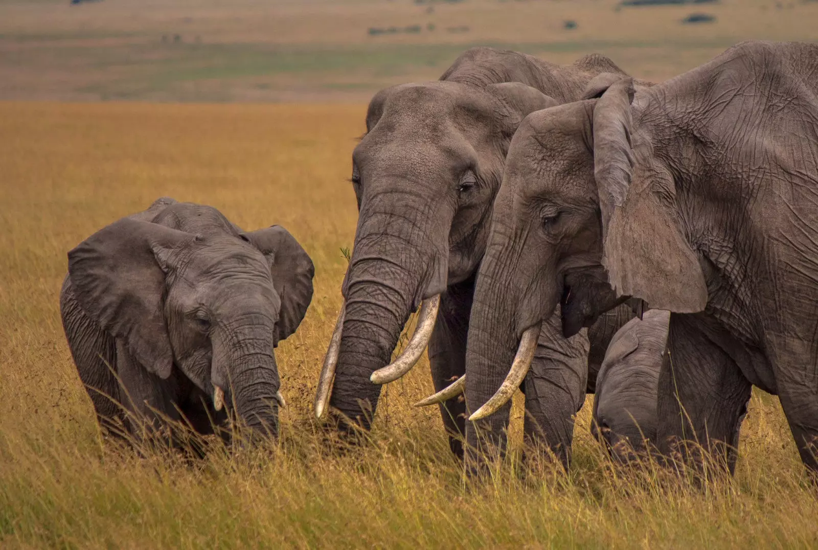 Саванные слоны