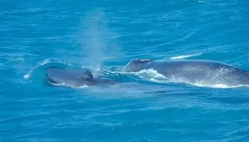 Детеныш синего кита со своей матерью