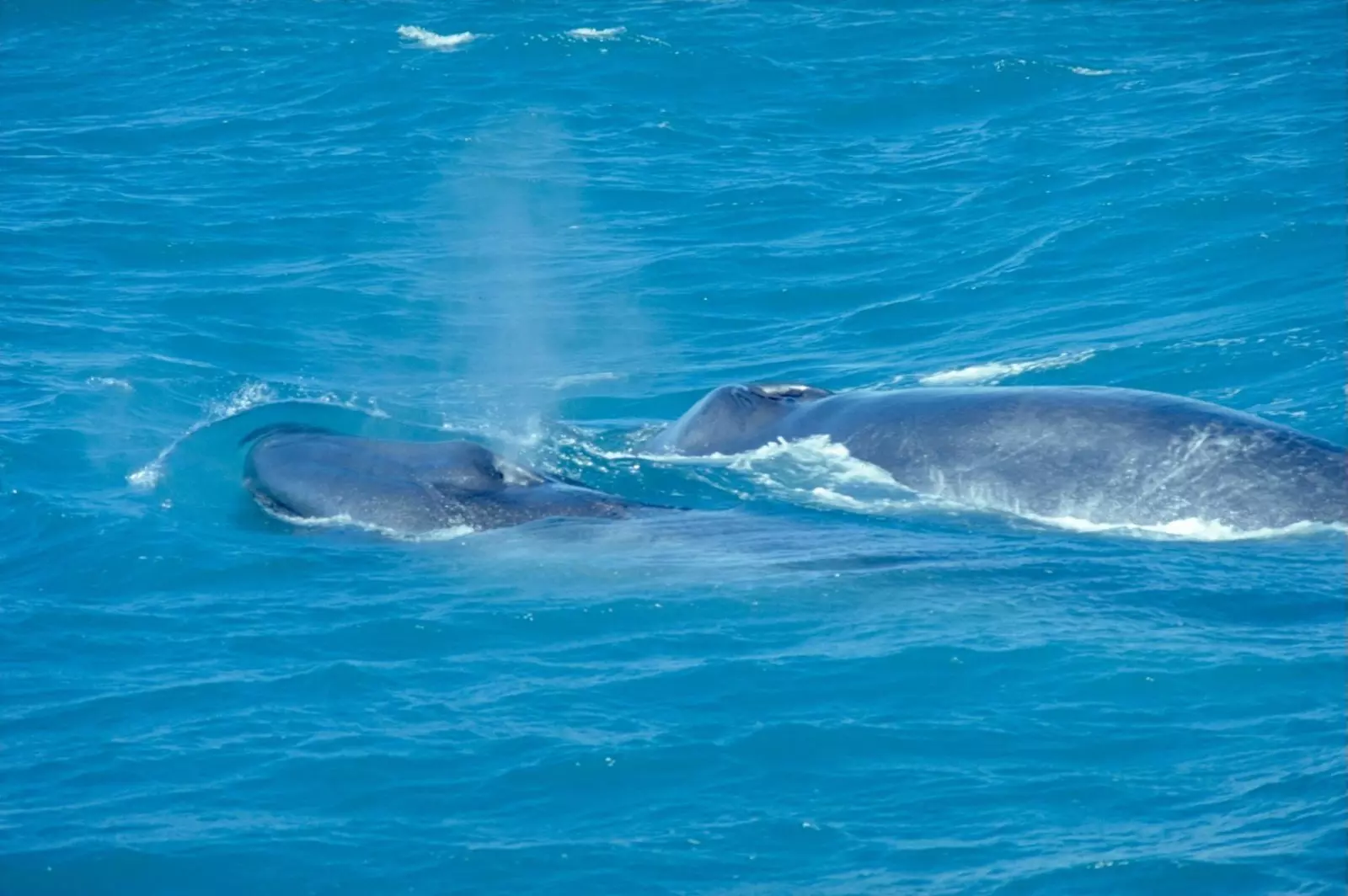 Детеныш синего кита со своей матерью