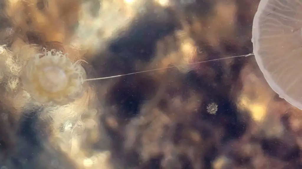 Эфиры медузы